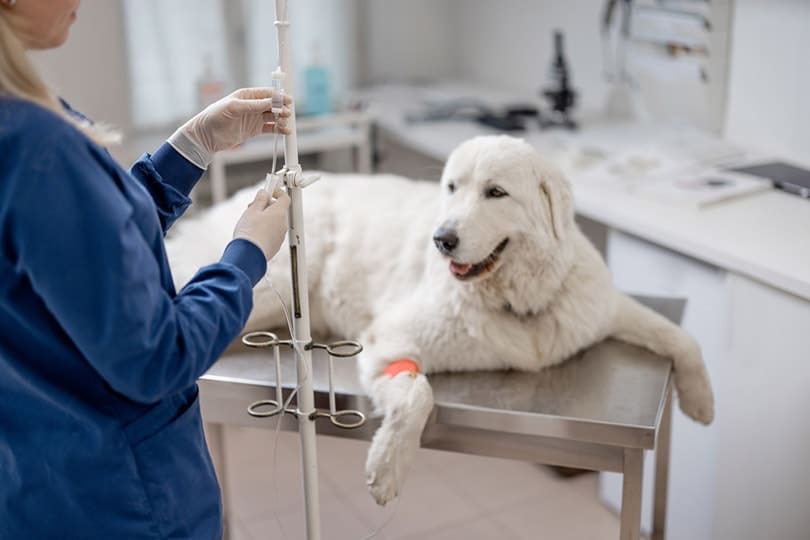 dog neurologist cost without insurance