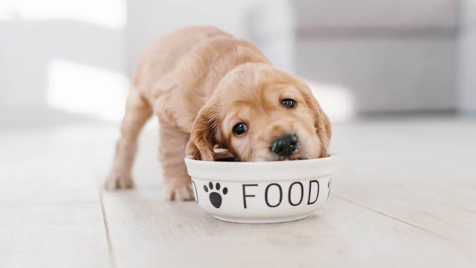 Adult Dog Nutrition, Puppy Food for Adult Dogs, Dog Feeding Guide, Dog Health and Diet, Canine Nutrition, Dog Food Differences, Dog Diet Tips, Canine Weight Management,